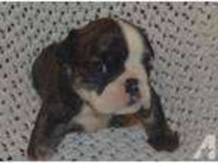 Bulldog Puppy for sale in FISHERSVILLE, VA, USA