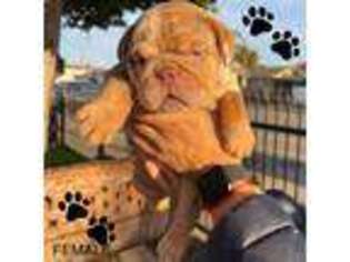 Bulldog Puppy for sale in Oakland, CA, USA