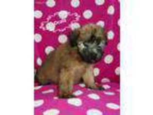 Soft Coated Wheaten Terrier Puppy for sale in Fort Myers, FL, USA