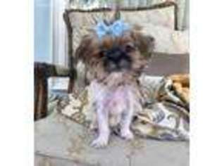 Brussels Griffon Puppy for sale in New Orleans, LA, USA