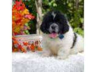 Newfoundland Puppy for sale in Lake City, MI, USA