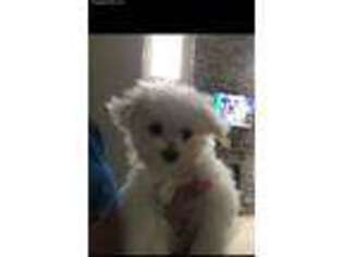 Maltese Puppy for sale in Dundalk, MD, USA