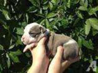 Olde English Bulldogge Puppy for sale in SPRING BRANCH, TX, USA