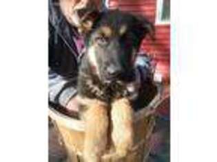 German Shepherd Dog Puppy for sale in Huntley, IL, USA