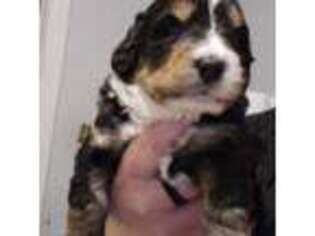 Mutt Puppy for sale in Waupaca, WI, USA