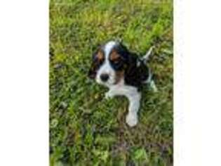 Cavalier King Charles Spaniel Puppy for sale in New Hope, PA, USA