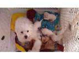 Maltese Puppy for sale in FAIRPORT, NY, USA