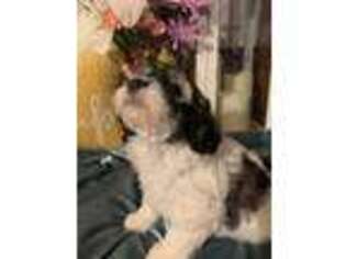 Mutt Puppy for sale in Canton, NY, USA