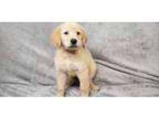 Golden Retriever Puppy for sale in Ashburnham, MA, USA