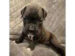 Boxer Puppy for sale in Peabody, MA, USA