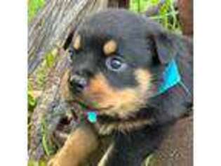 Rottweiler Puppy for sale in Beulah, WY, USA