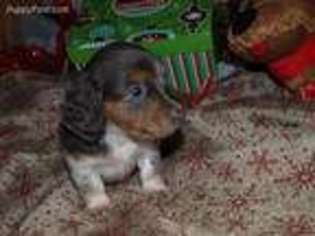 Dachshund Puppy for sale in Huntsville, TX, USA