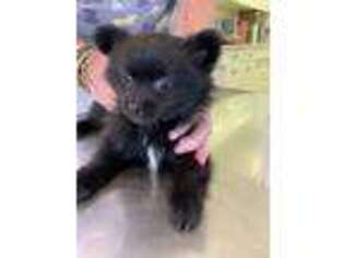 Pomeranian Puppy for sale in Sussex, NJ, USA