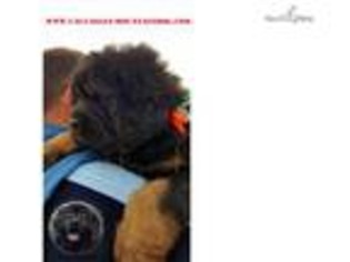 Tibetan Mastiff Puppy for sale in Phoenix, AZ, USA