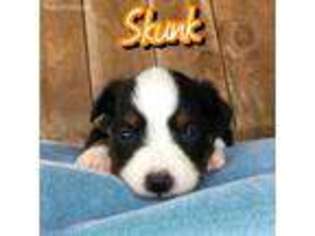 Miniature Australian Shepherd Puppy for sale in Peace Valley, MO, USA