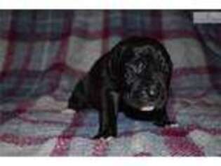 Great Dane Puppy for sale in Lafayette, IN, USA