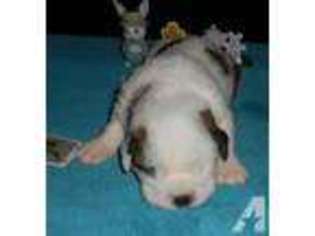 Saint Bernard Puppy for sale in PHILIPSBURG, PA, USA
