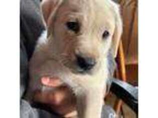 Labrador Retriever Puppy for sale in Dallas, OR, USA