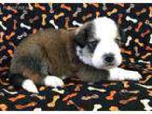 Bernese Mountain Dog Puppy for sale in Clarksburg, WV, USA