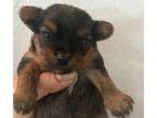 Chorkie Puppy for sale in Rutland, IL, USA