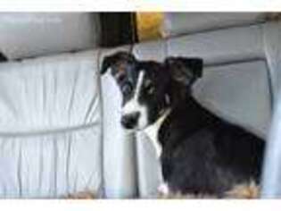 Miniature Australian Shepherd Puppy for sale in West Salem, OH, USA