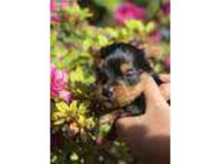Yorkshire Terrier Puppy for sale in Central Lake, MI, USA