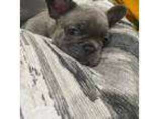 French Bulldog Puppy for sale in Parkville, MD, USA