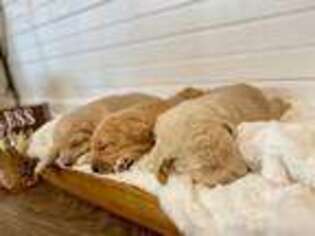 Goldendoodle Puppy for sale in Douglas, GA, USA