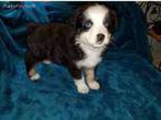 Miniature Australian Shepherd Puppy for sale in Williamstown, MO, USA
