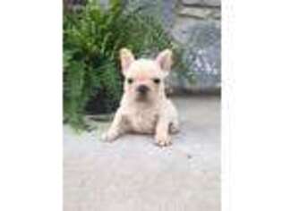 French Bulldog Puppy for sale in Libertyville, IL, USA