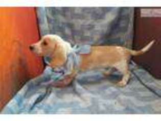 Dachshund Puppy for sale in Las Cruces, NM, USA