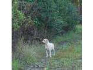 Labrador Retriever Puppy for sale in Andrews, SC, USA
