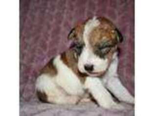 Mutt Puppy for sale in Draper, VA, USA