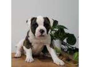 American Bulldog Puppy for sale in Sidney, AR, USA