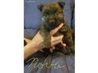 Norwich Terrier Puppy for sale in Rockwell City, IA, USA