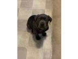 Cane Corso Puppy for sale in Greenville, SC, USA