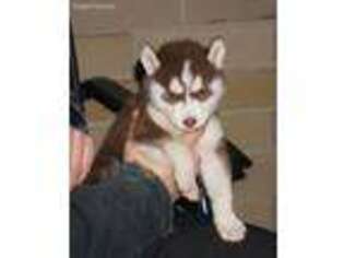 Siberian Husky Puppy for sale in Sugarcreek, OH, USA