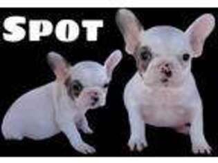 French Bulldog Puppy for sale in Noble, IL, USA