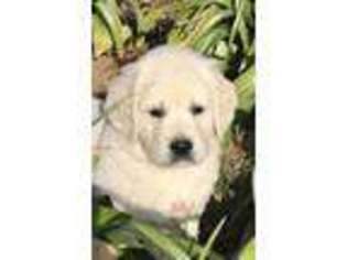 Golden Retriever Puppy for sale in Mount Pleasant, TX, USA