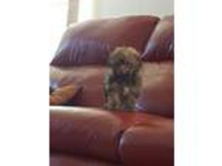 Russian Tsvetnaya Bolonka Puppy for sale in Gunnison, CO, USA