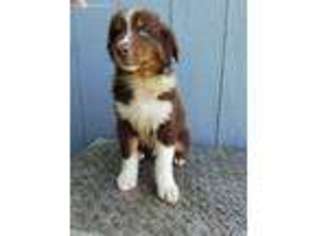 Australian Shepherd Puppy for sale in Bridgewater, VA, USA