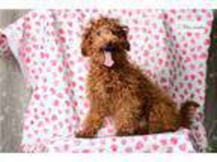 Goldendoodle Puppy for sale in Richmond, IN, USA