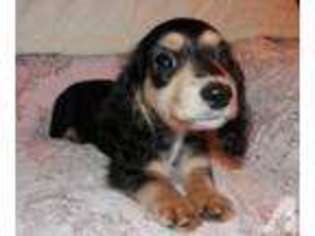 Dachshund Puppy for sale in COHOCTON, NY, USA