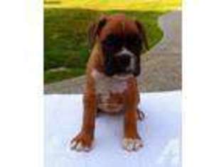 Boxer Puppy for sale in OLYMPIA, WA, USA