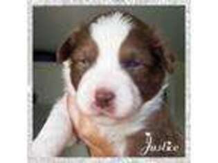 Australian Shepherd Puppy for sale in Webberville, MI, USA