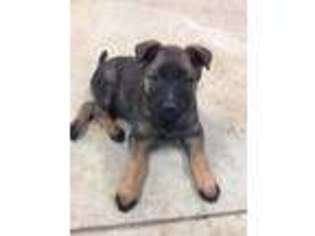 Belgian Malinois Puppy for sale in Rives Junction, MI, USA