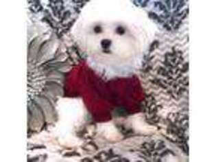 Maltese Puppy for sale in Newton, NC, USA