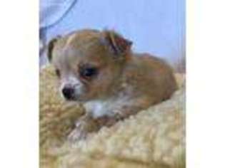 Chihuahua Puppy for sale in Corpus Christi, TX, USA