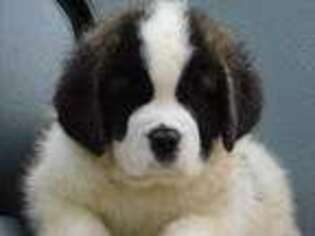 Saint Bernard Puppy for sale in Elm Hall, MI, USA
