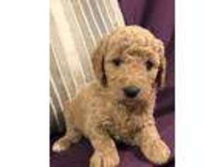 Goldendoodle Puppy for sale in Hummelstown, PA, USA